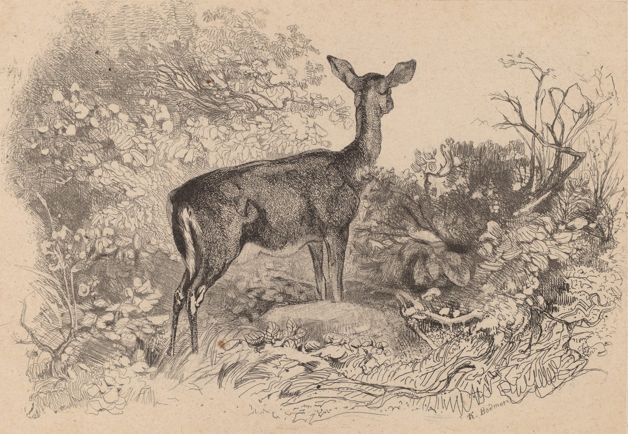Una cierva de Karl Bodmer