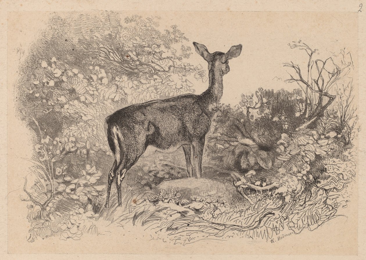 Una Cierva de Karl Bodmer
