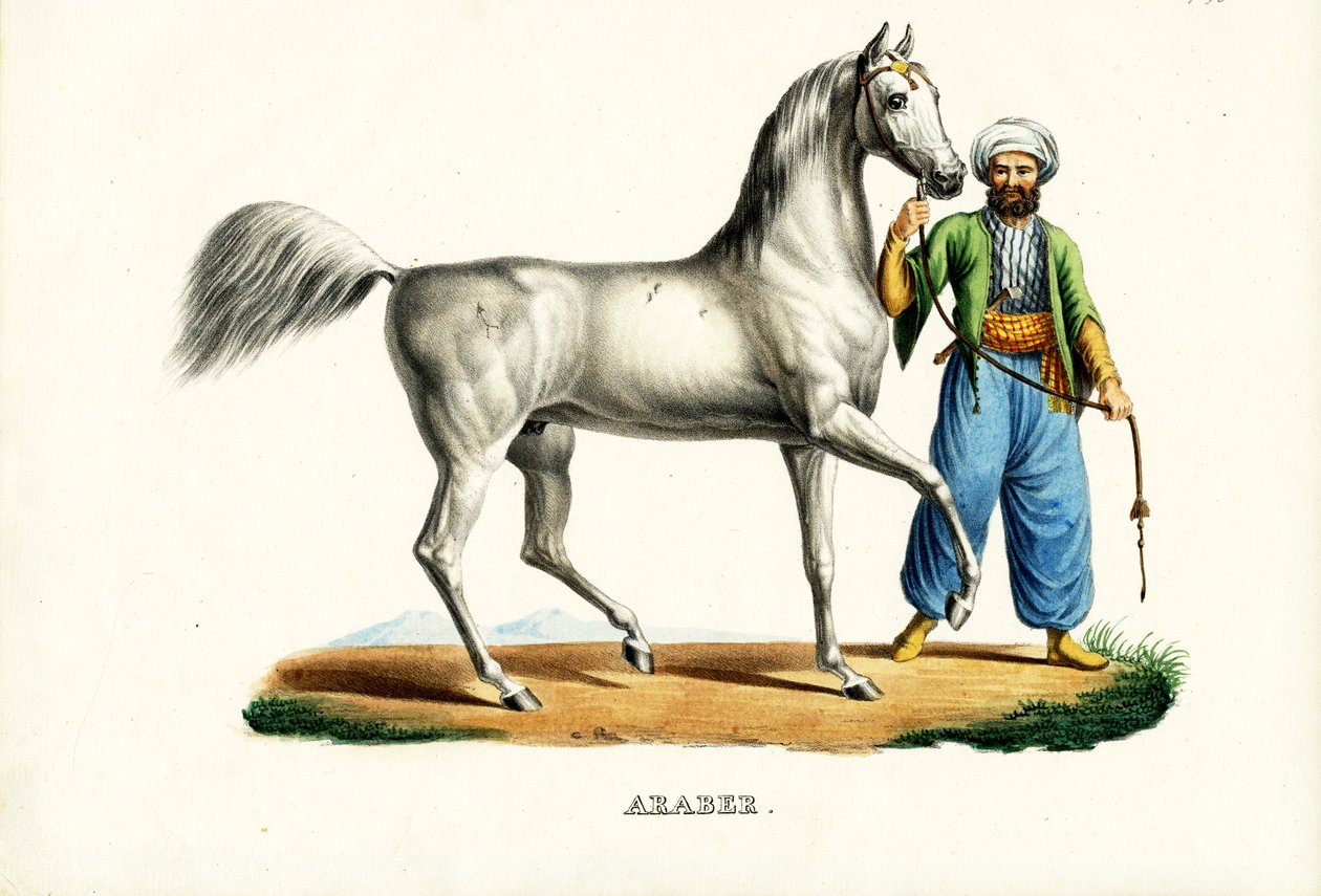 Caballo árabe (1824) de Karl Joseph Brodtmann