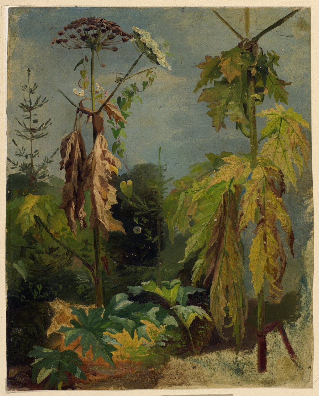 estudio de la cicuta de Karl Ludwig Seeger