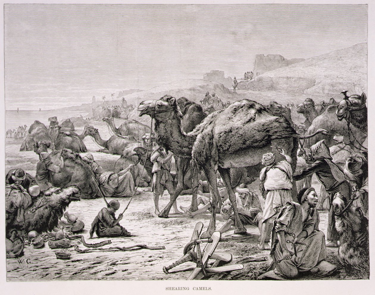 Esquilando camellos de Karl Wilhelm Gentz
