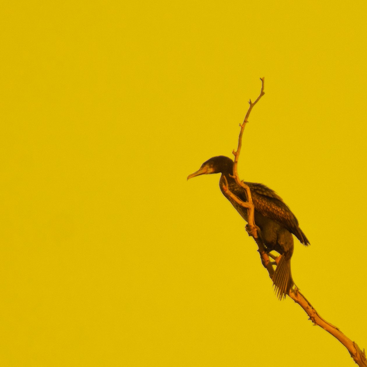Hanging On (mirando a la izquierda) de Katha Wood