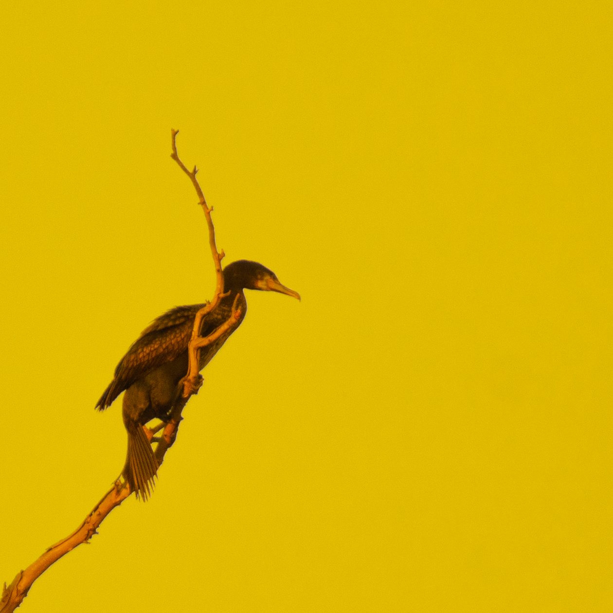 Hanging On (mirando a la derecha) de Katha Wood