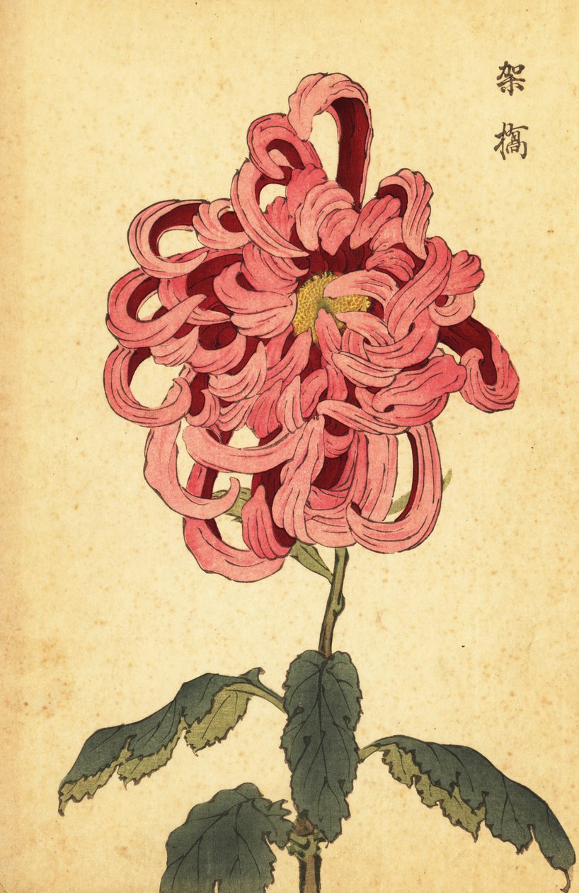 Crisantemo híbrido rosa y carmesí.,1893 (grabado) de Keika Hasegawa