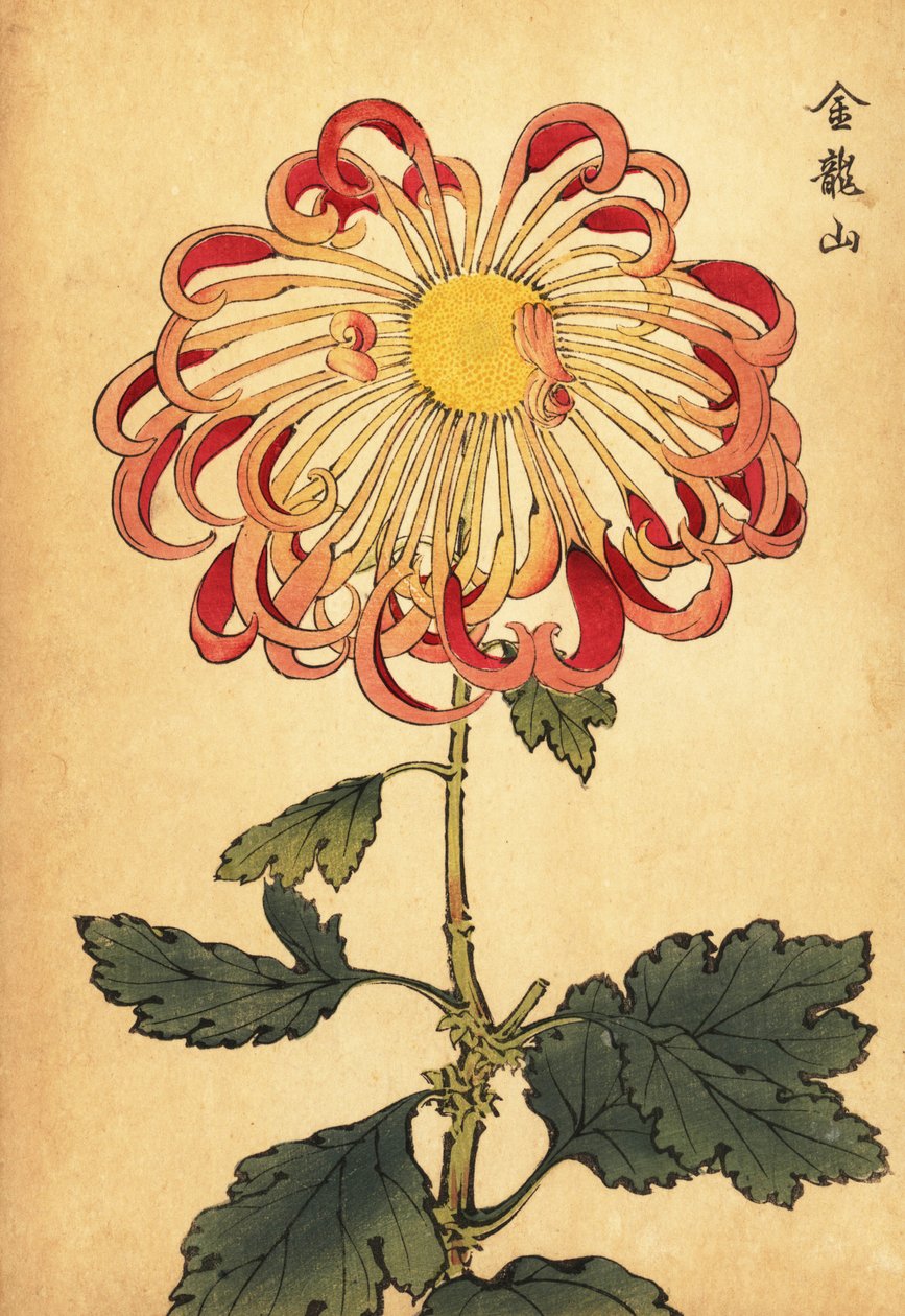 Crisantemo híbrido rosa de cuchara rizada.,1893 (grabado) de Keika Hasegawa