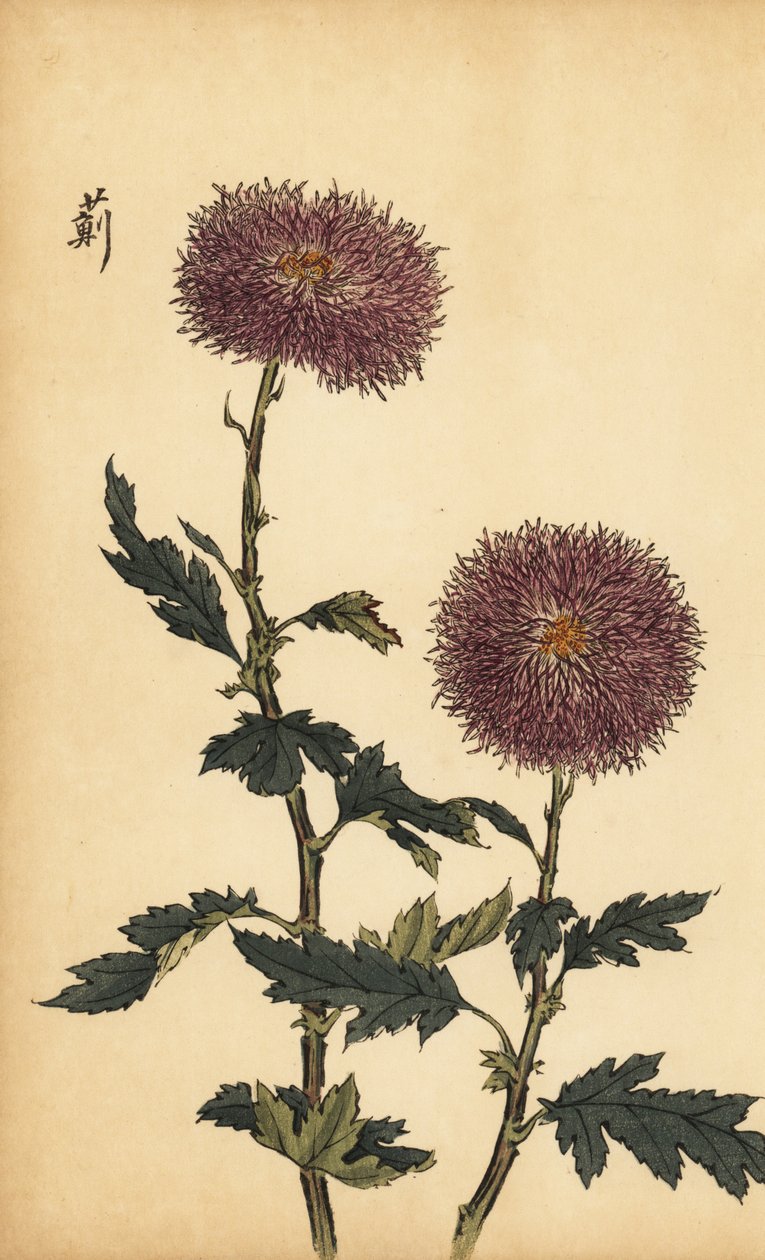 Crisantemo púrpura híbrido, 1893 (grabado) de Keika Hasegawa