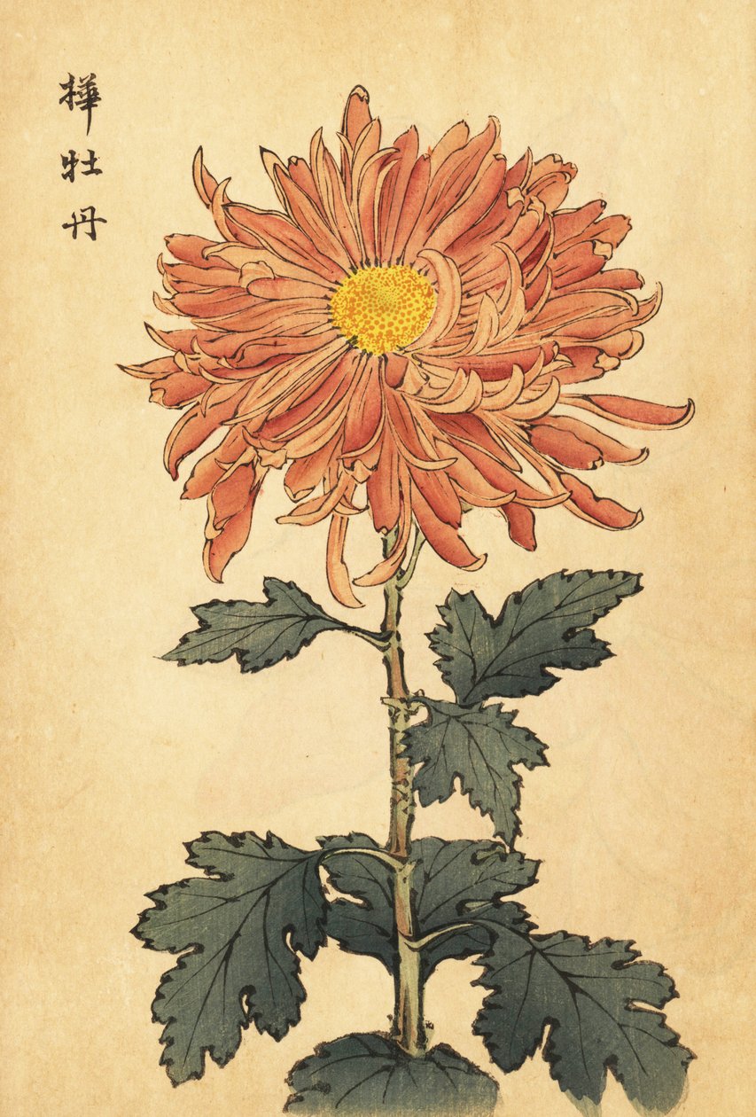 Crisantemo híbrido rosa salmón, 1893 (grabado) de Keika Hasegawa
