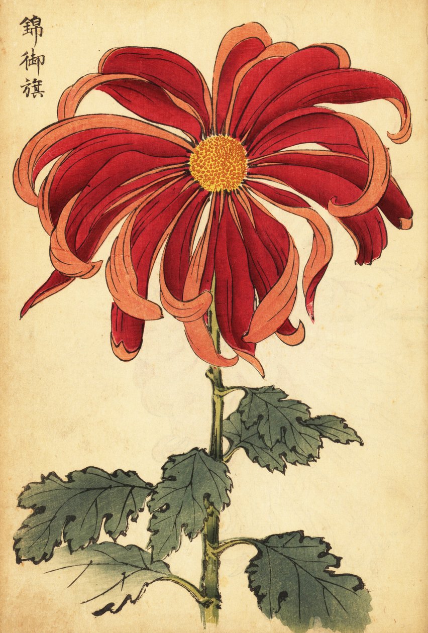 Crisantemo híbrido escarlata y rosa.,1893 (grabado) de Keika Hasegawa