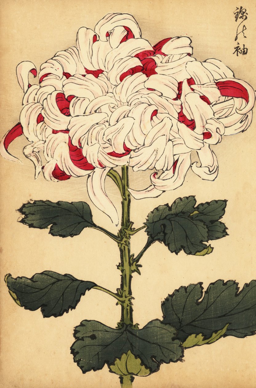 Crisantemo híbrido blanco y escarlata.,1893 (grabado) de Keika Hasegawa