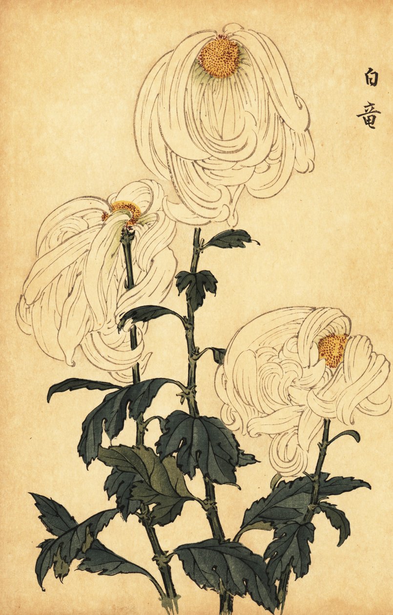 Crisantemo blanco híbrido, 1893 (grabado) de Keika Hasegawa