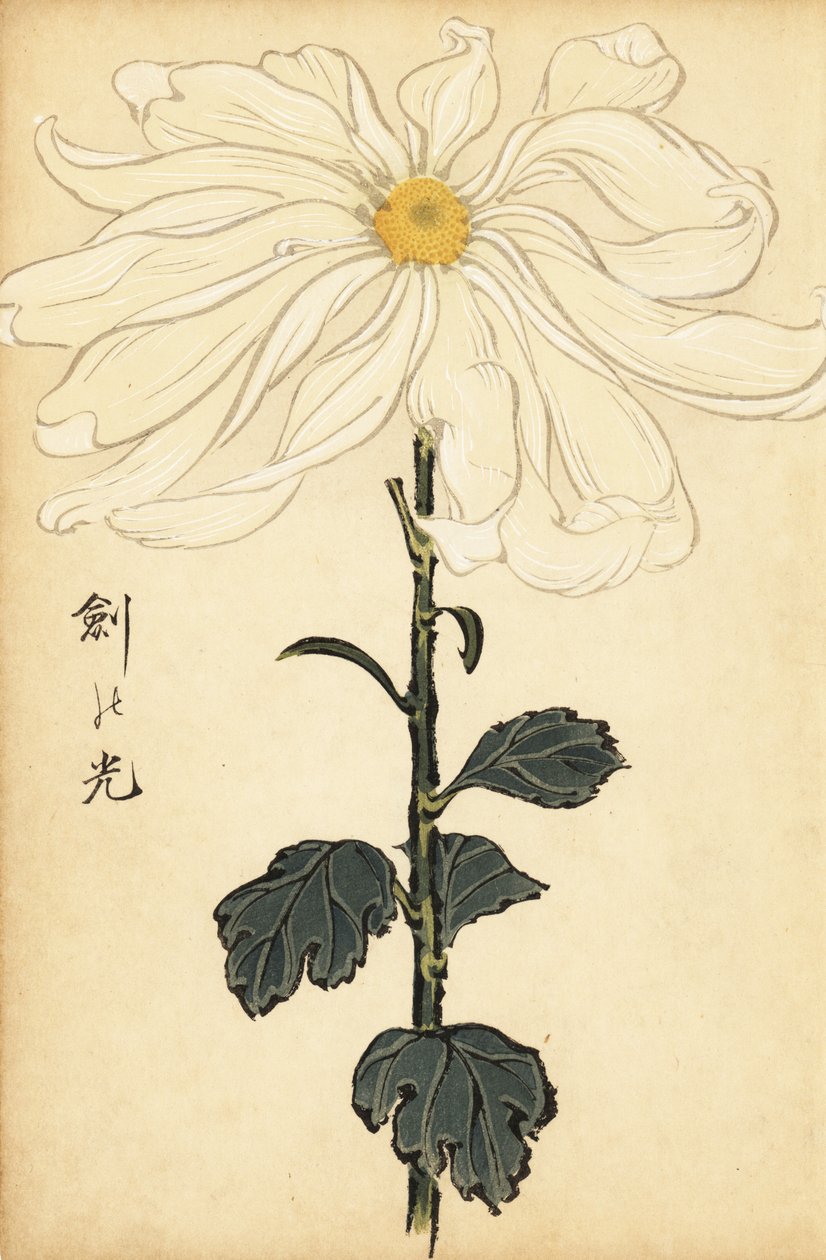 Crisantemo blanco híbrido, 1893 (grabado) de Keika Hasegawa