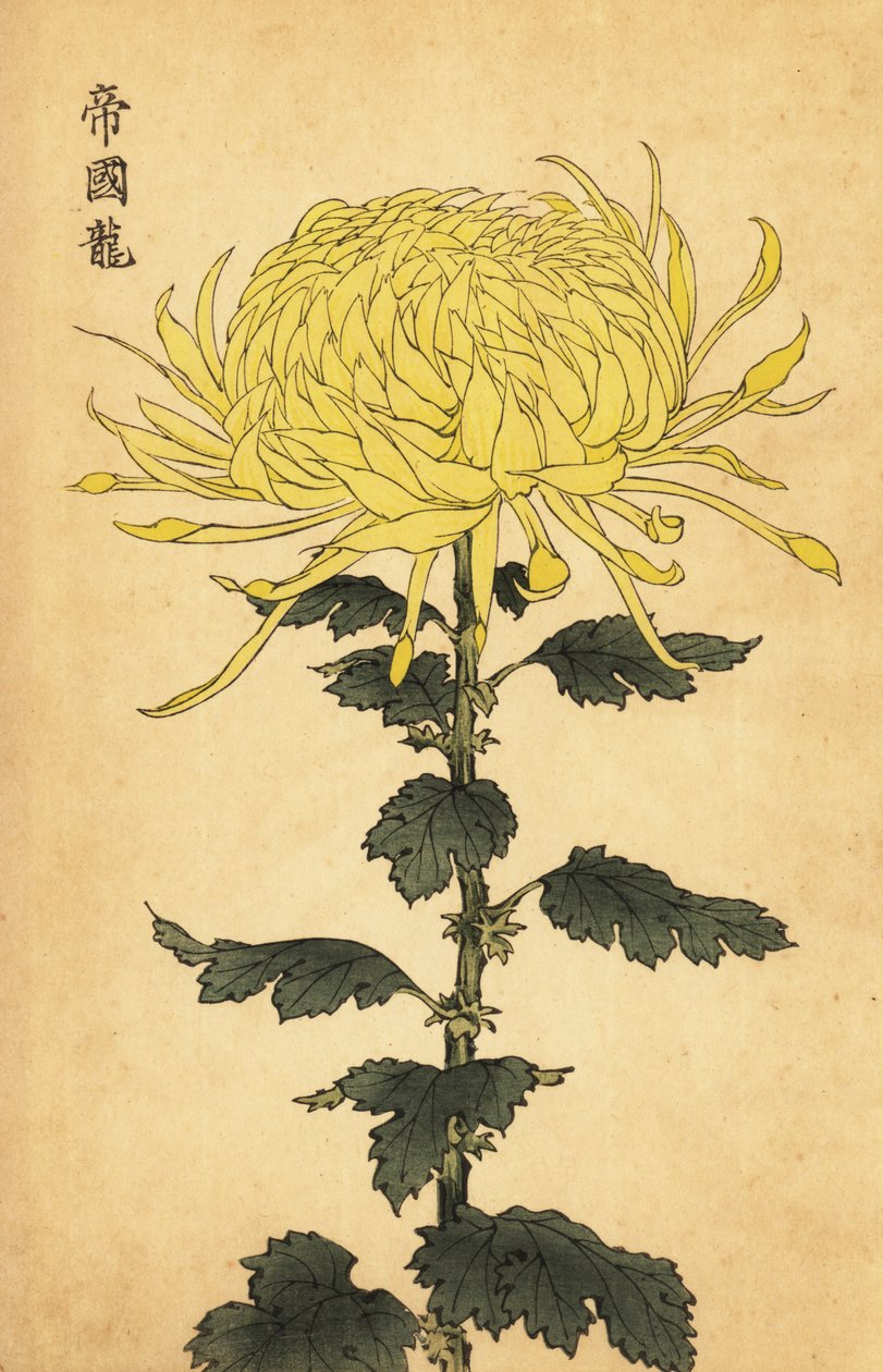 Crisantemo amarillo híbrido, 1893 (grabado) de Keika Hasegawa