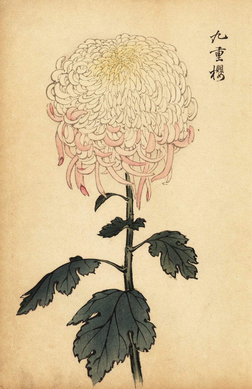 Crisantemo blanco y rosa abigarrado, 1893 (grabado) de Keika Hasegawa