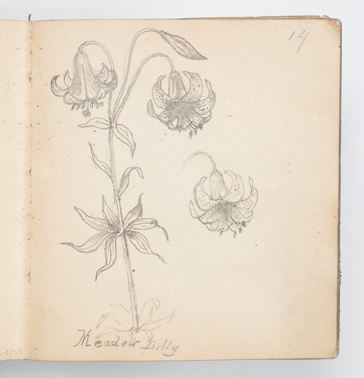 Página de Cuaderno de Bocetos: Lirio de Prado de Kenyon Cox