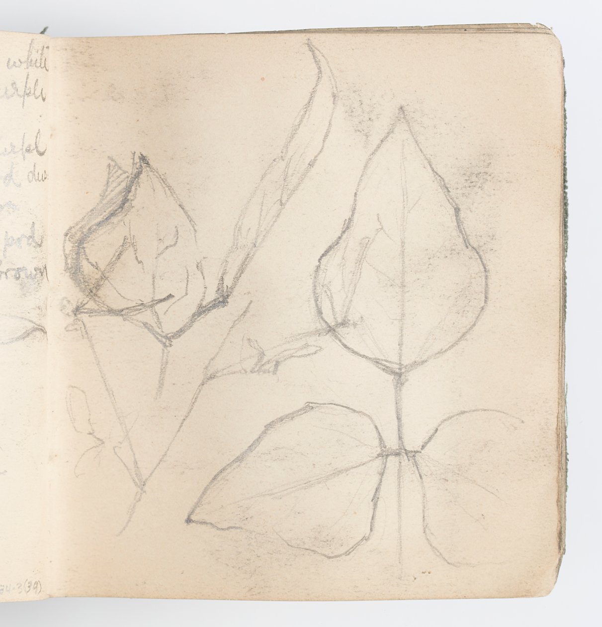 Página de Cuaderno de Bocetos: Estudio de Hojas de Kenyon Cox