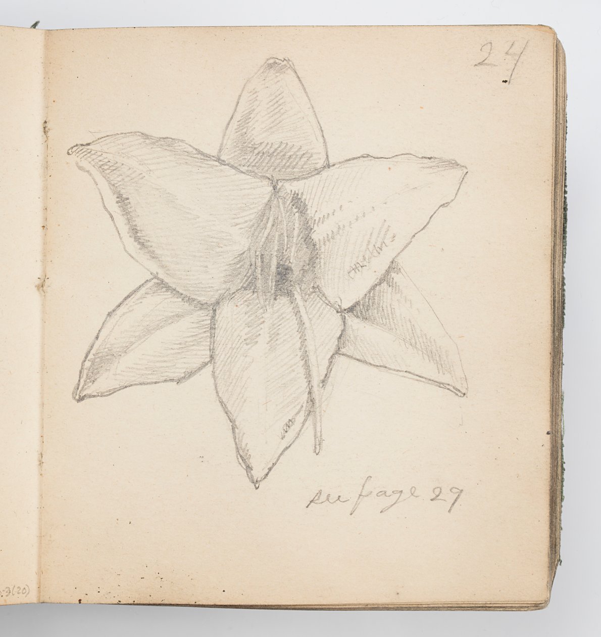 Página de cuaderno de bocetos: Lirio amarillo de Kenyon Cox