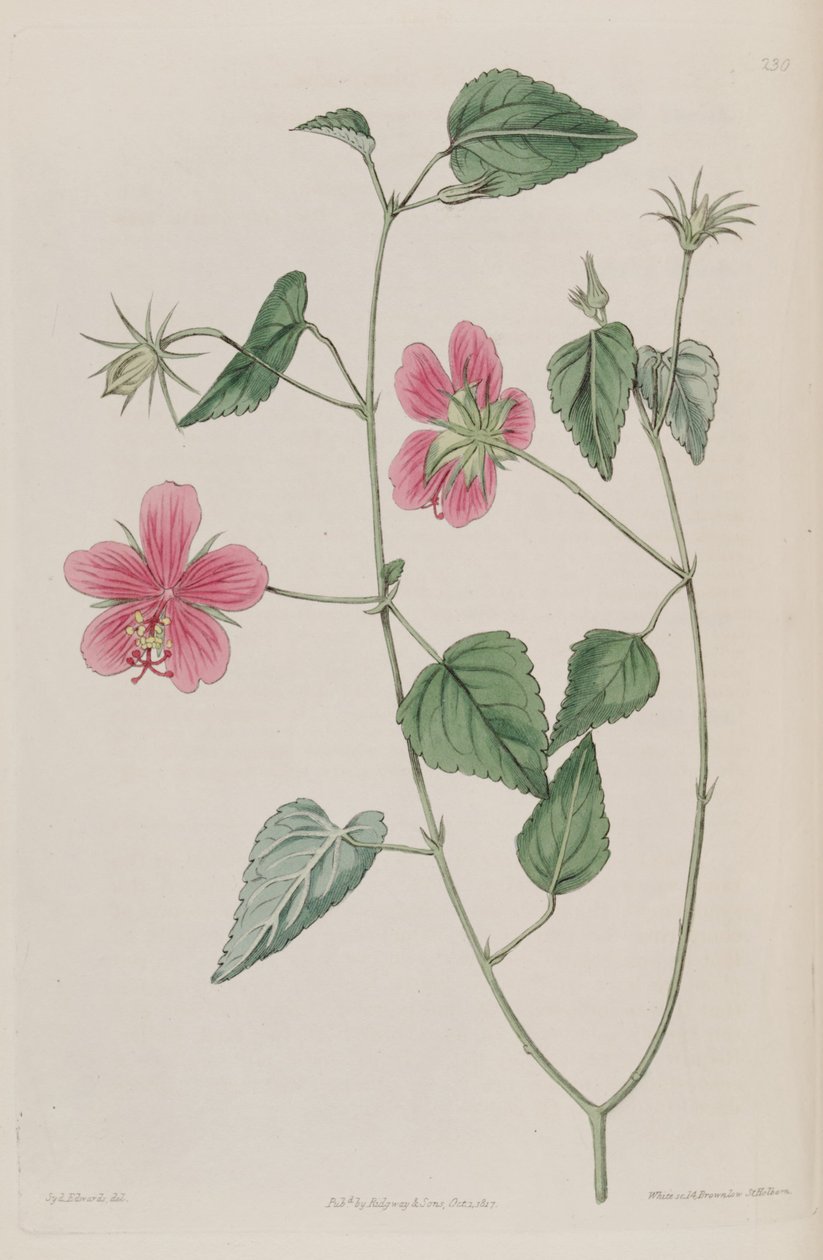 Hibiscus phoeniceus de Ker Gawler
