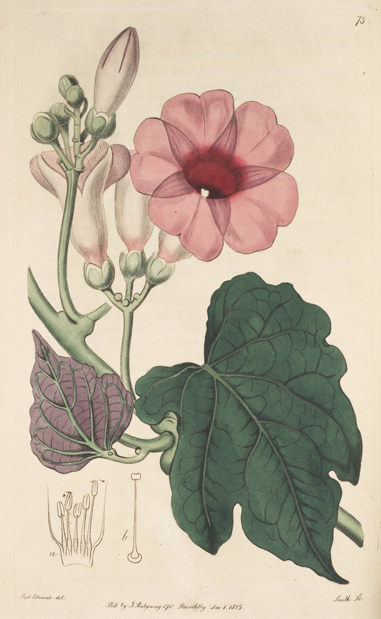 Ipomoea mauritiana de Ker Gawler