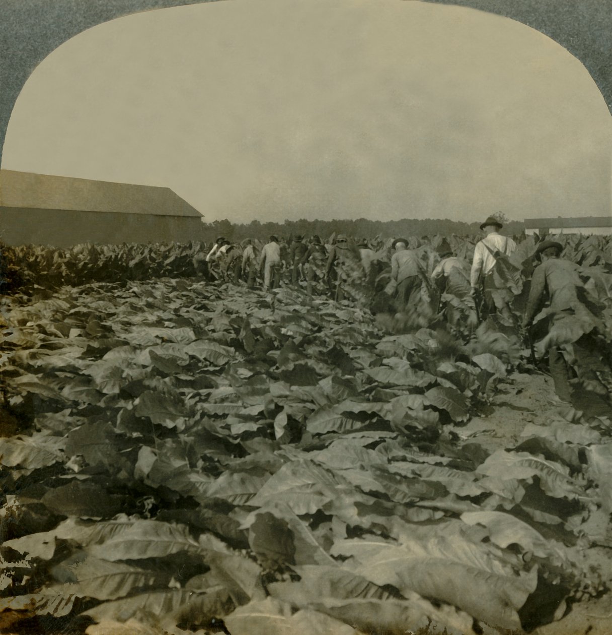 Corte de tabaco, Kentucky, EE.UU., 1904 de Keystone View Company