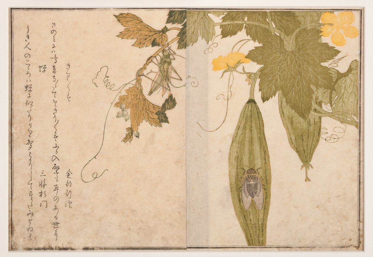 Grillo cantor en cigarra, 1788 de Kitagawa Utamaro
