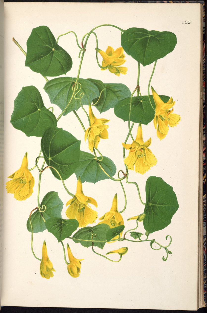 Tropaeolum pendulum de Klotzsch