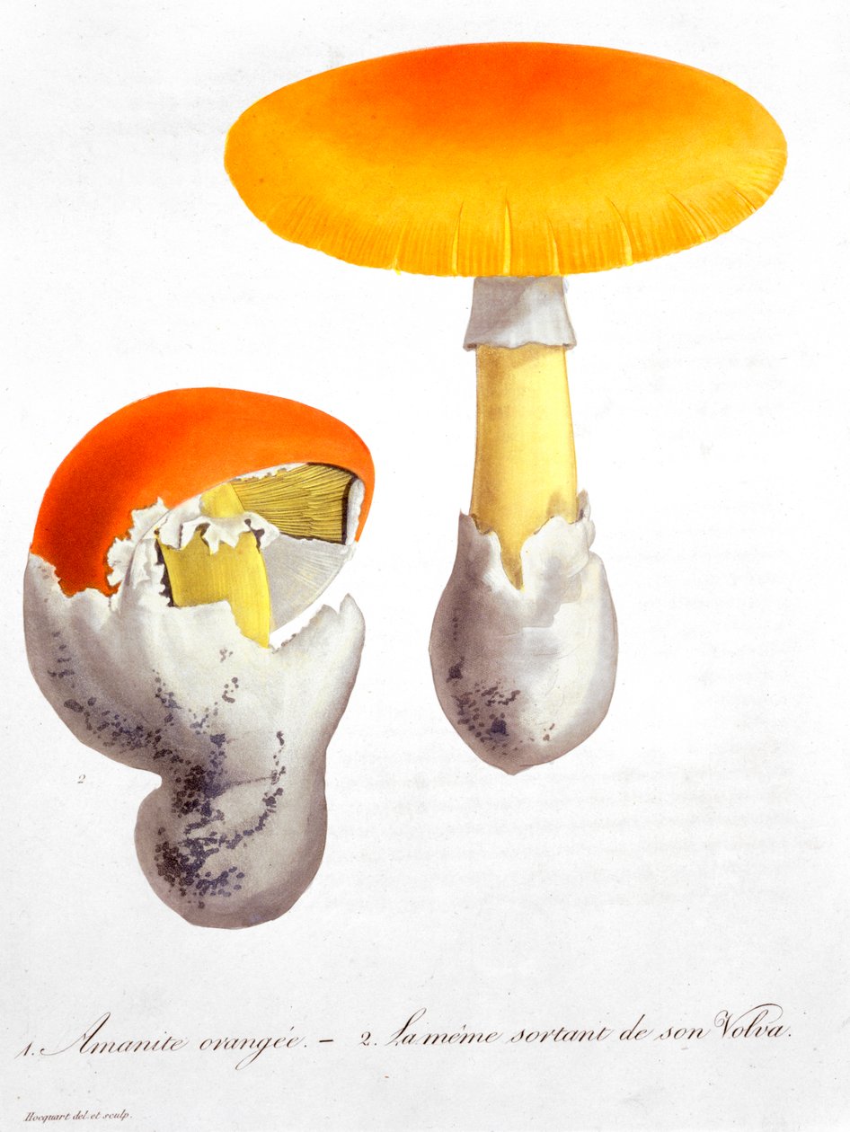 Hongo César Amanita Caesaria de LFJ Hoquart