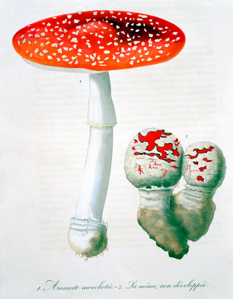 Amanita Muscaria de LFJ Hoquart