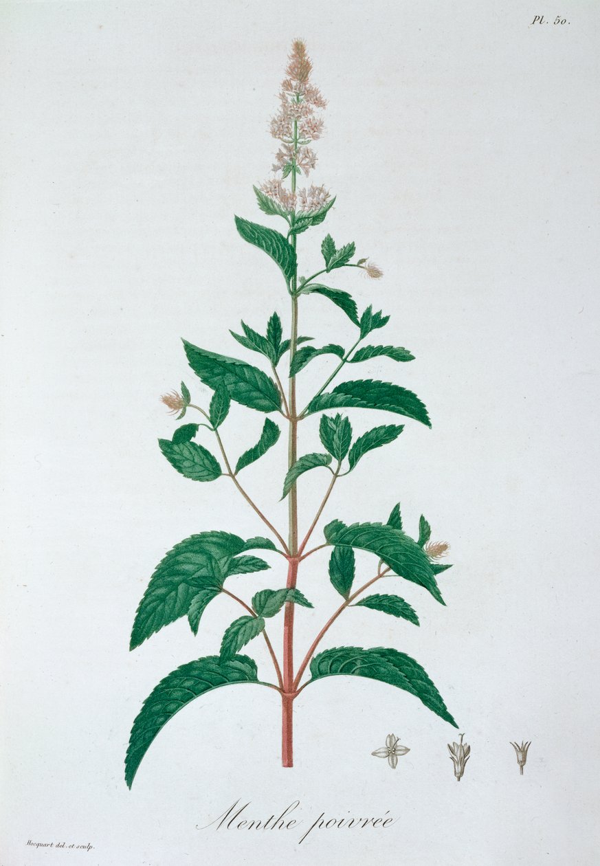 Mentha Piperita, 1821 de LFJ Hoquart