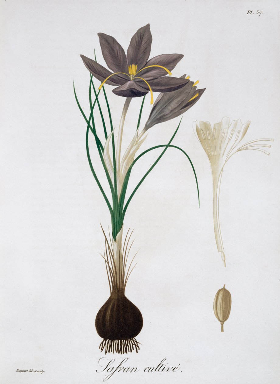 Azafrán Crocus, 1821 de LFJ Hoquart