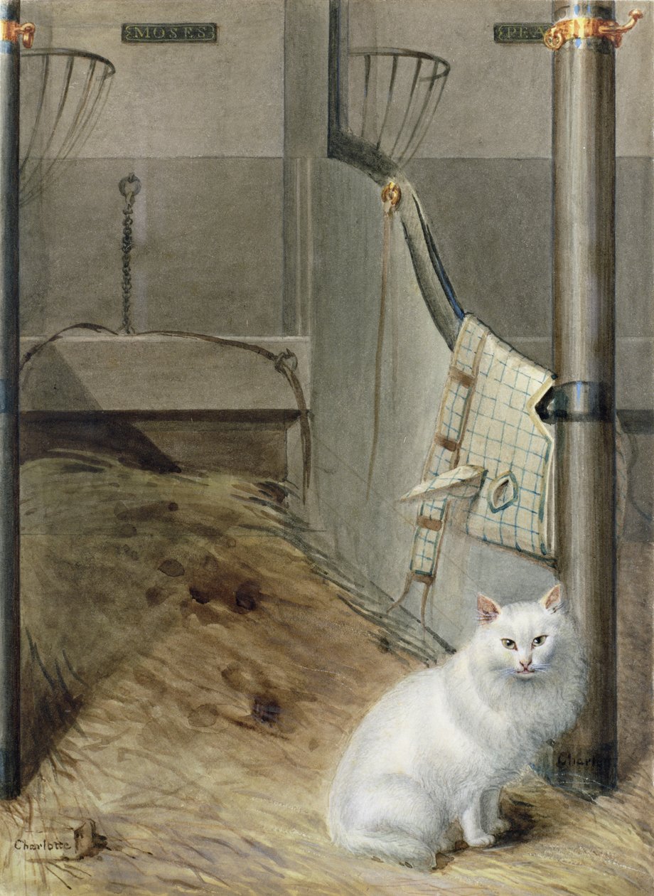 Gato persa blanco en un establo de Lady Charlotte Schreiber
