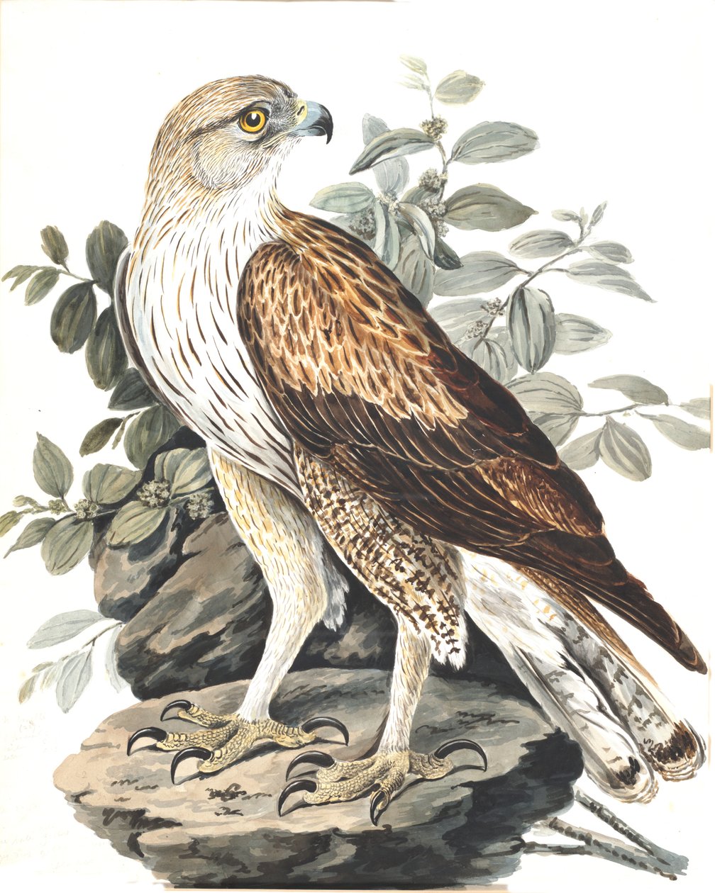 Águila de Bonelli de Lady Elizabeth Gwillim