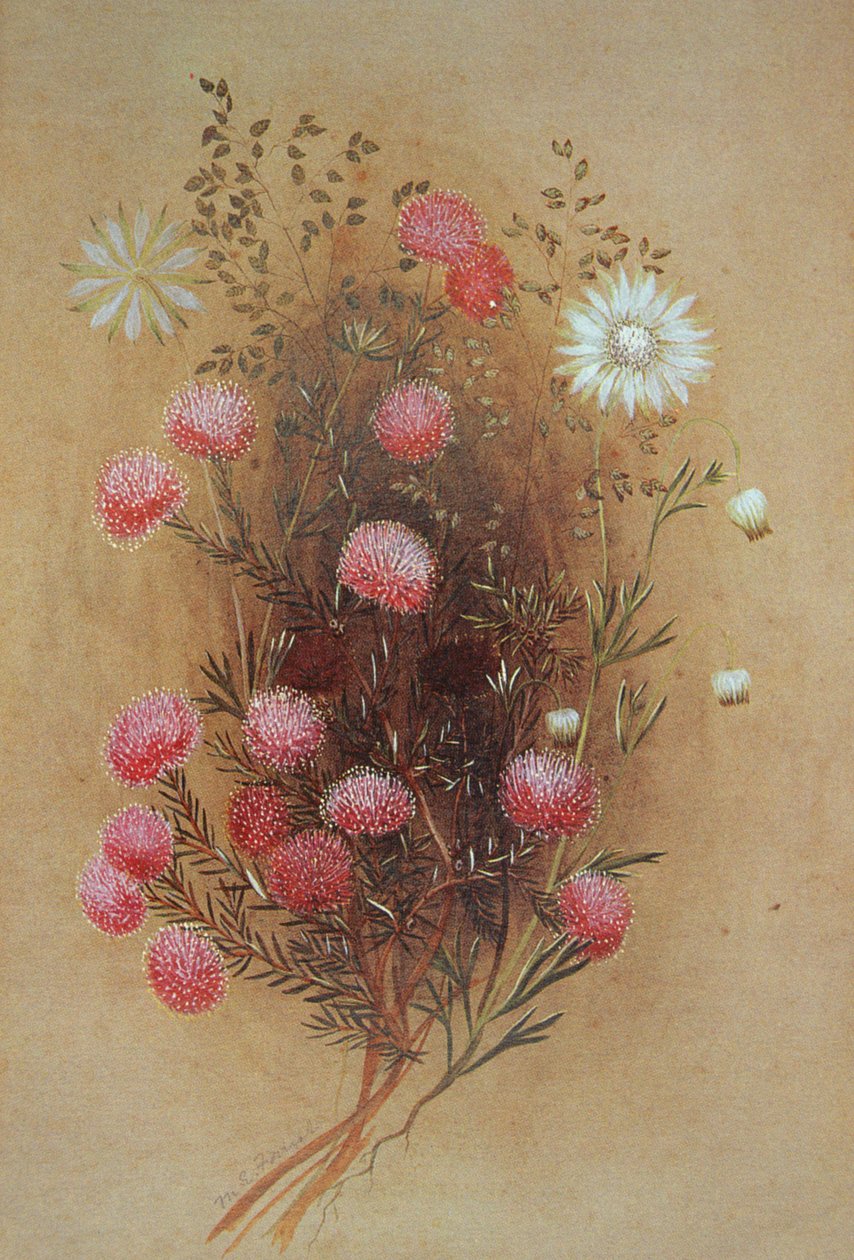 Melaleuca o flor de franela, siglo XIX de Lady Margaret Forest
