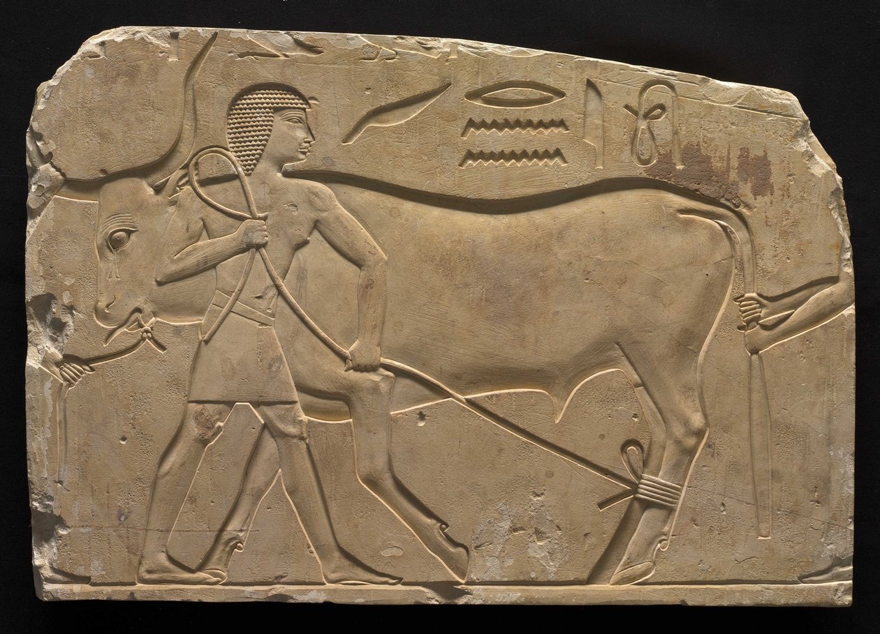Hombres atando un buey, 667-647 a.C. de Late Period Egyptian