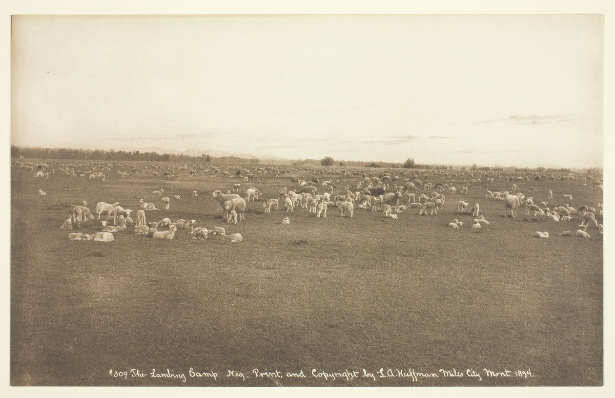 El campamento de corderos de Laton Alton Huffman