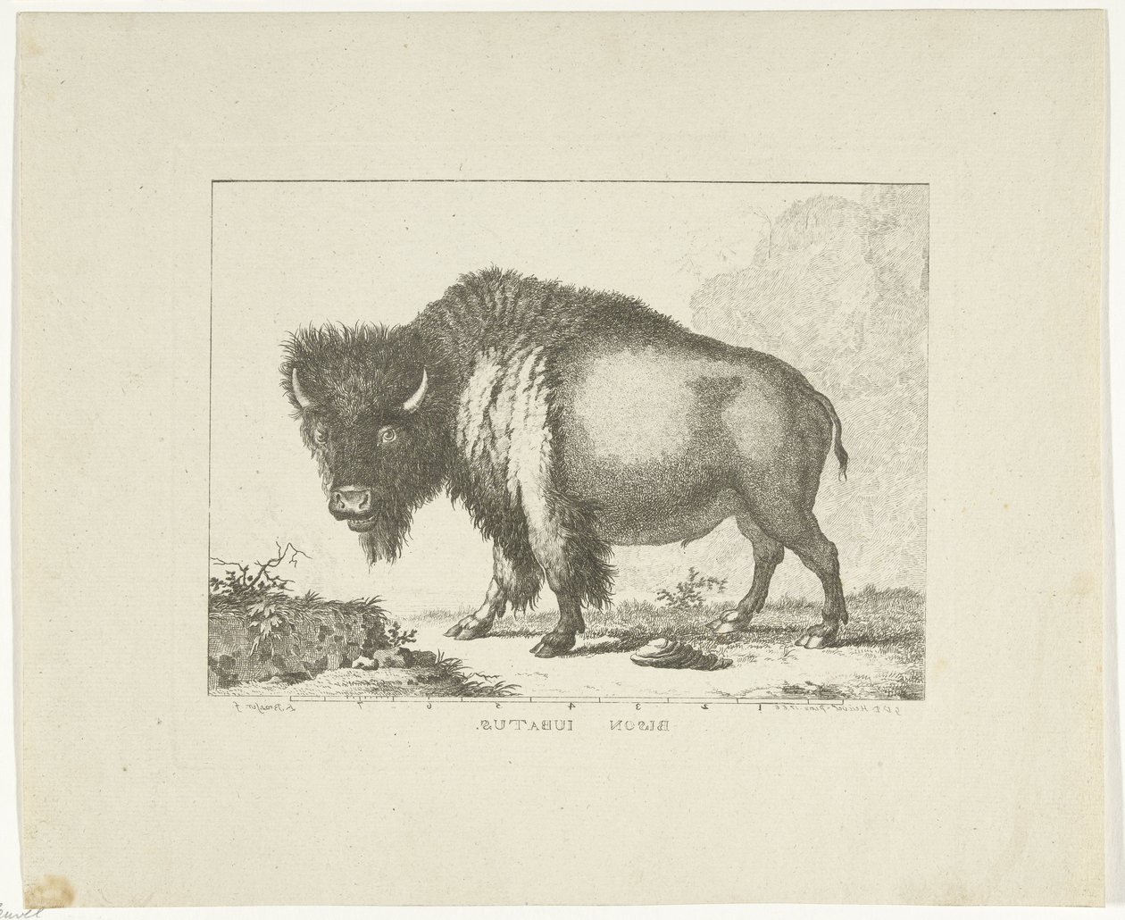 Bisonte de Leendert Brasser
