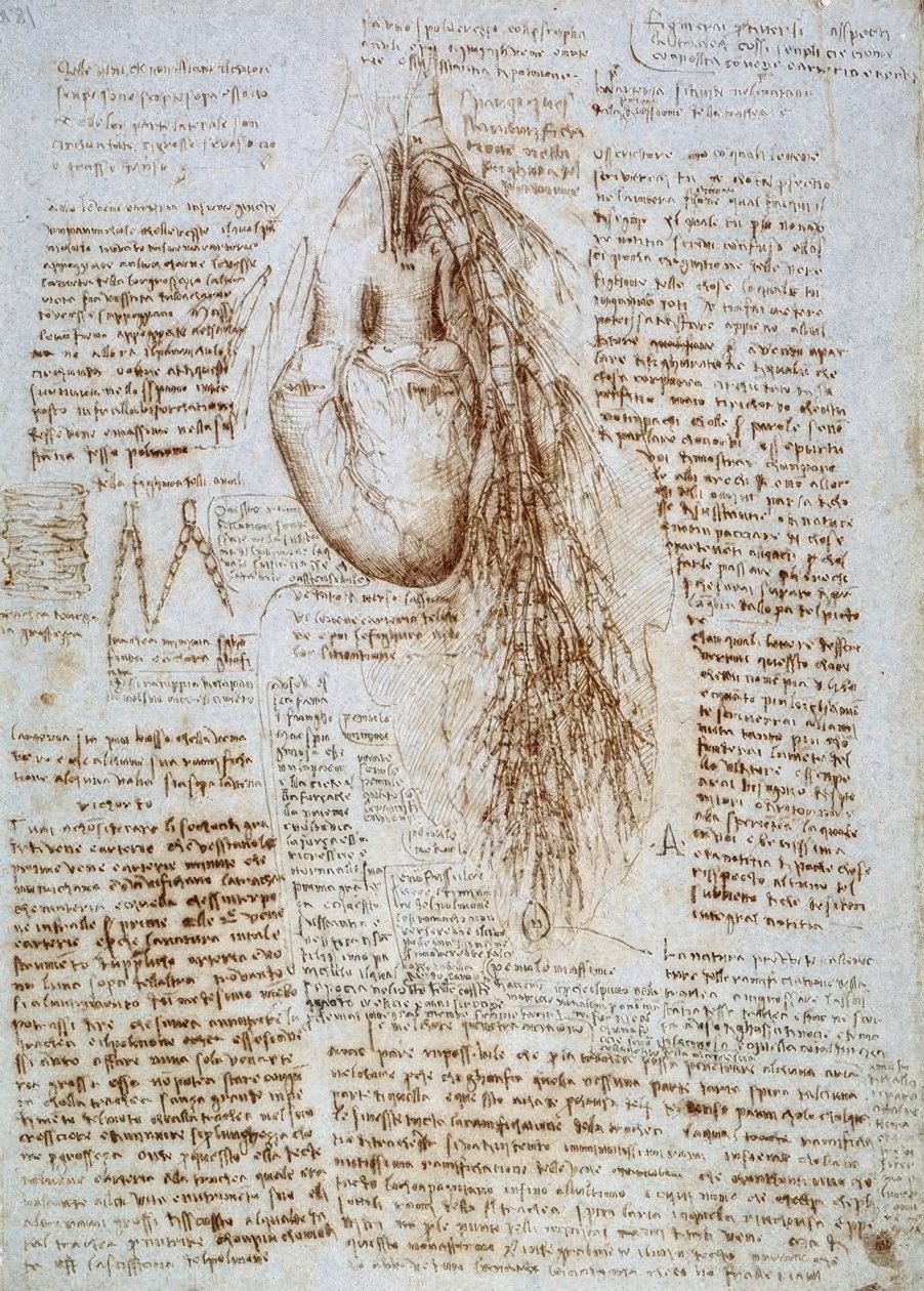 Estudio anatómico: El corazón y los vasos sanguíneos circundantes con el pulmón de Leonardo da Vinci