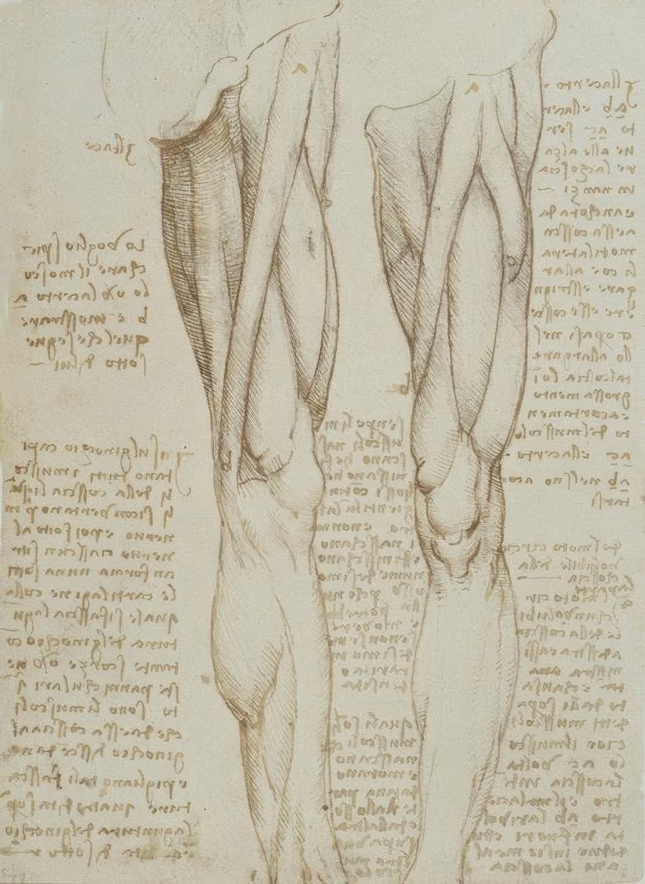 Estudios de anatomía de Leonardo da Vinci