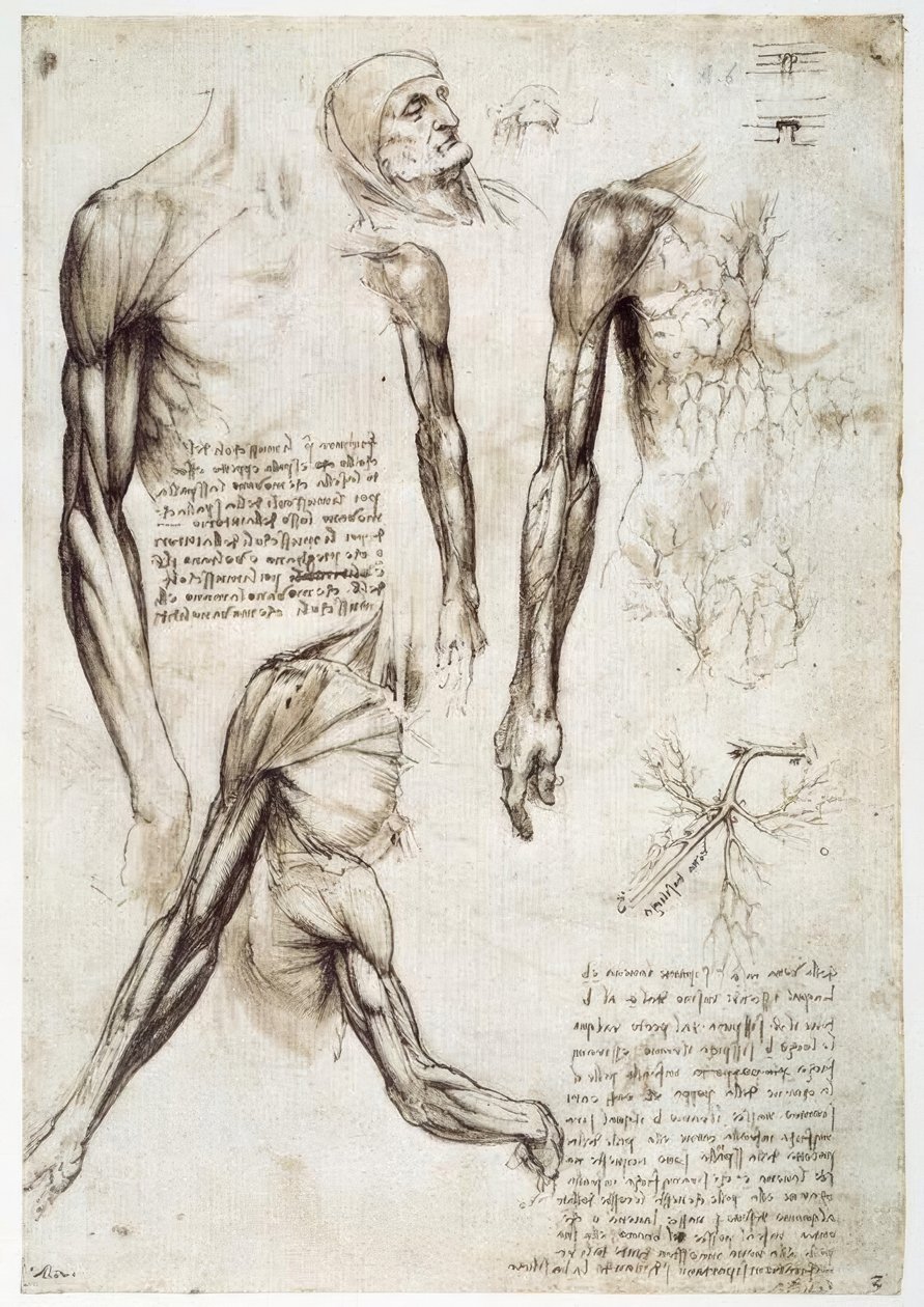Estudios de anatomía de Leonardo da Vinci