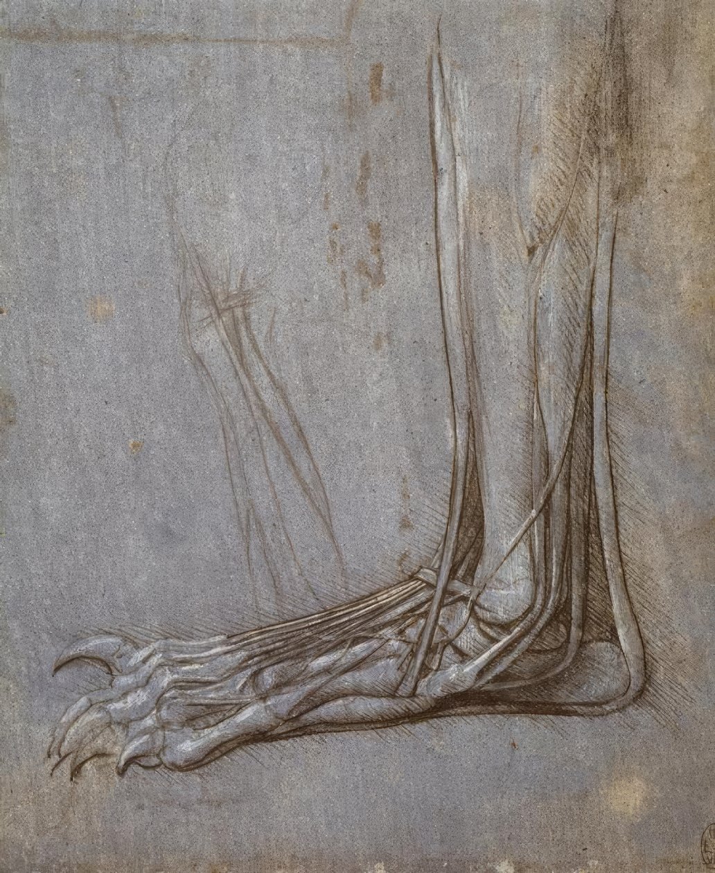 Tendones extensores de los dedos de una pata de oso de Leonardo da Vinci
