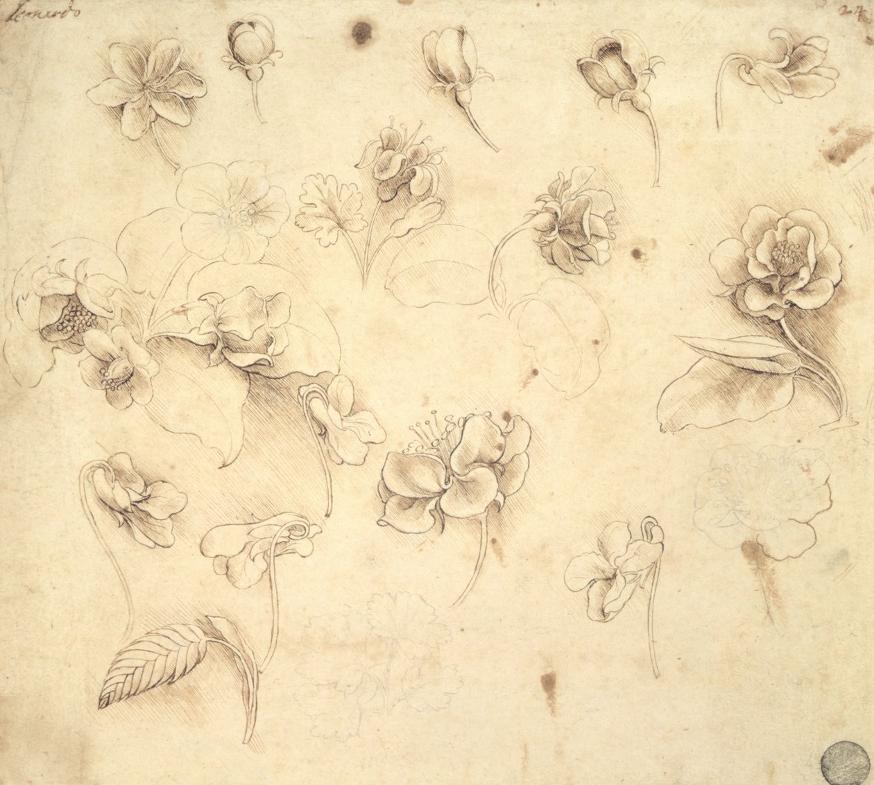 Estudio de las flores de plantas parecidas a la hierba (Briza Maxima) c.1481-83 de Leonardo da Vinci
