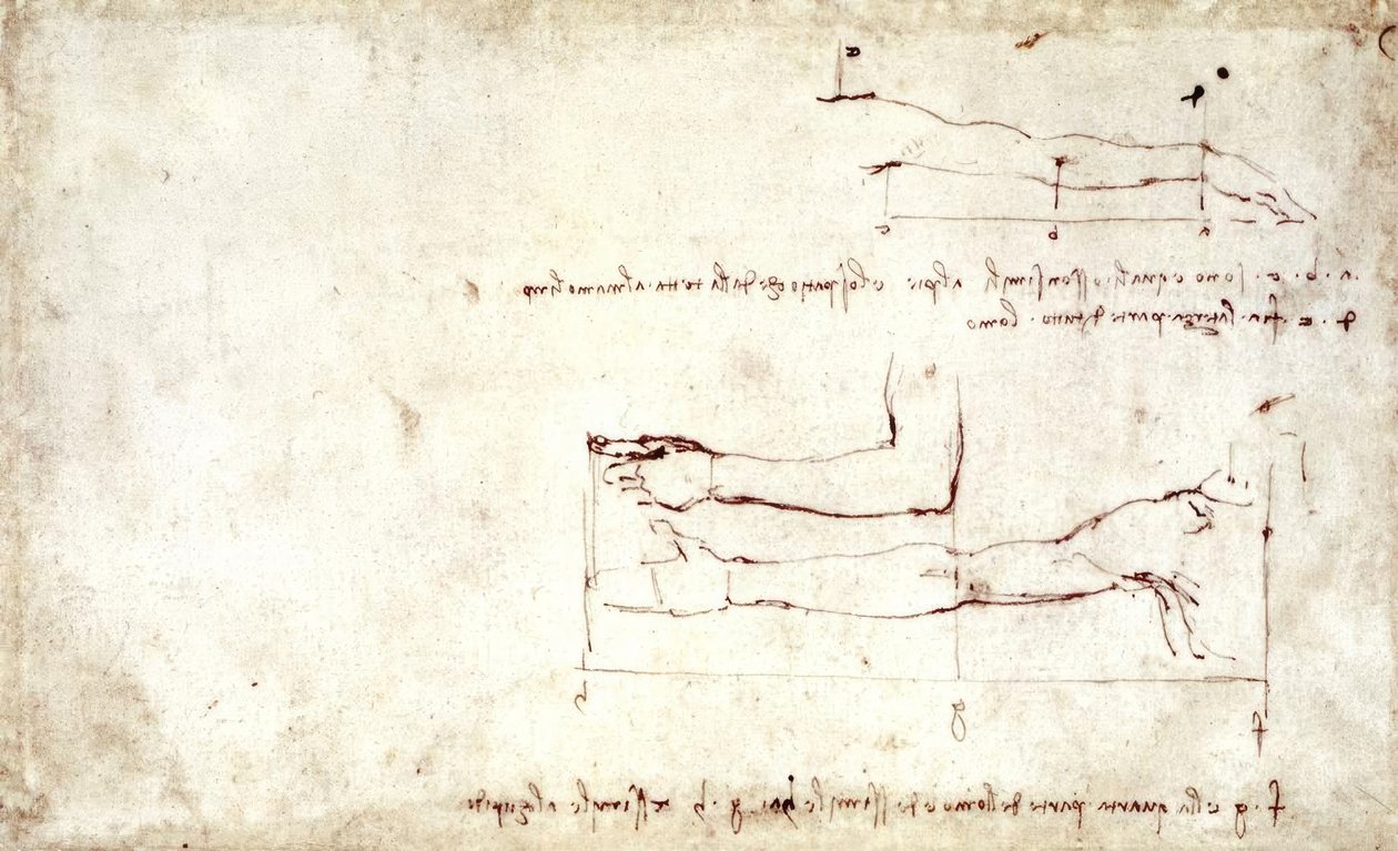 braccio de Leonardo da Vinci