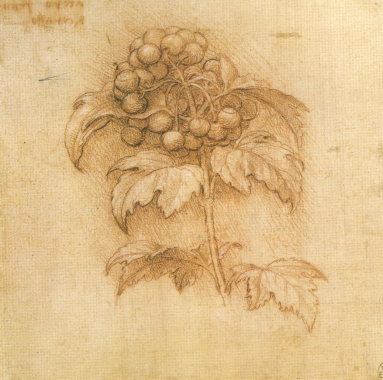 Mirtilo palustre de Leonardo da Vinci