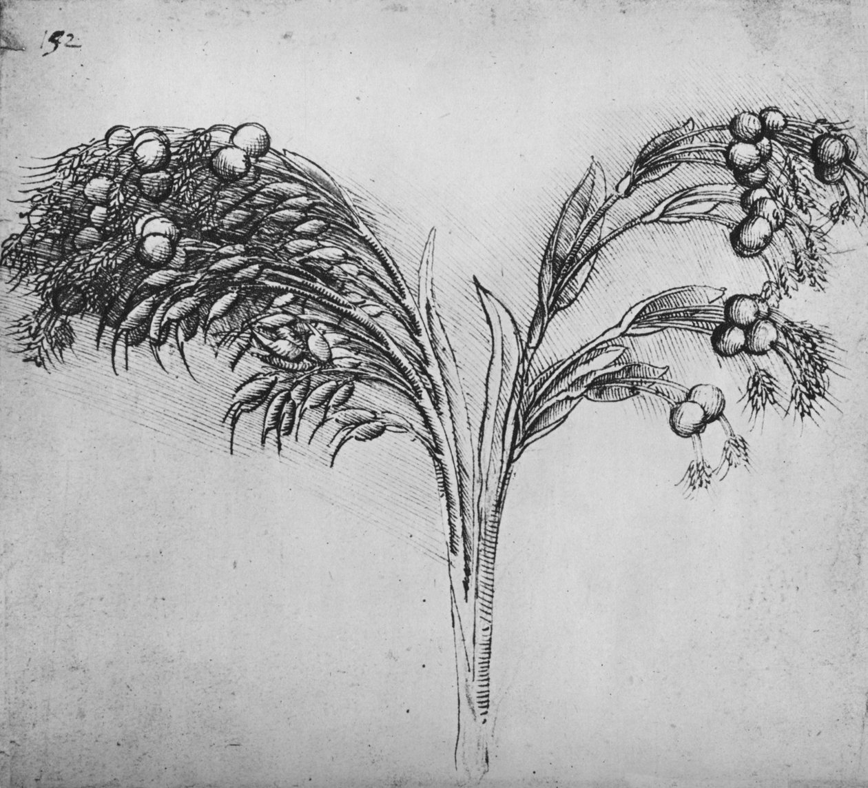 Una planta de tallo largo, c. 1480-1945 de Leonardo da Vinci