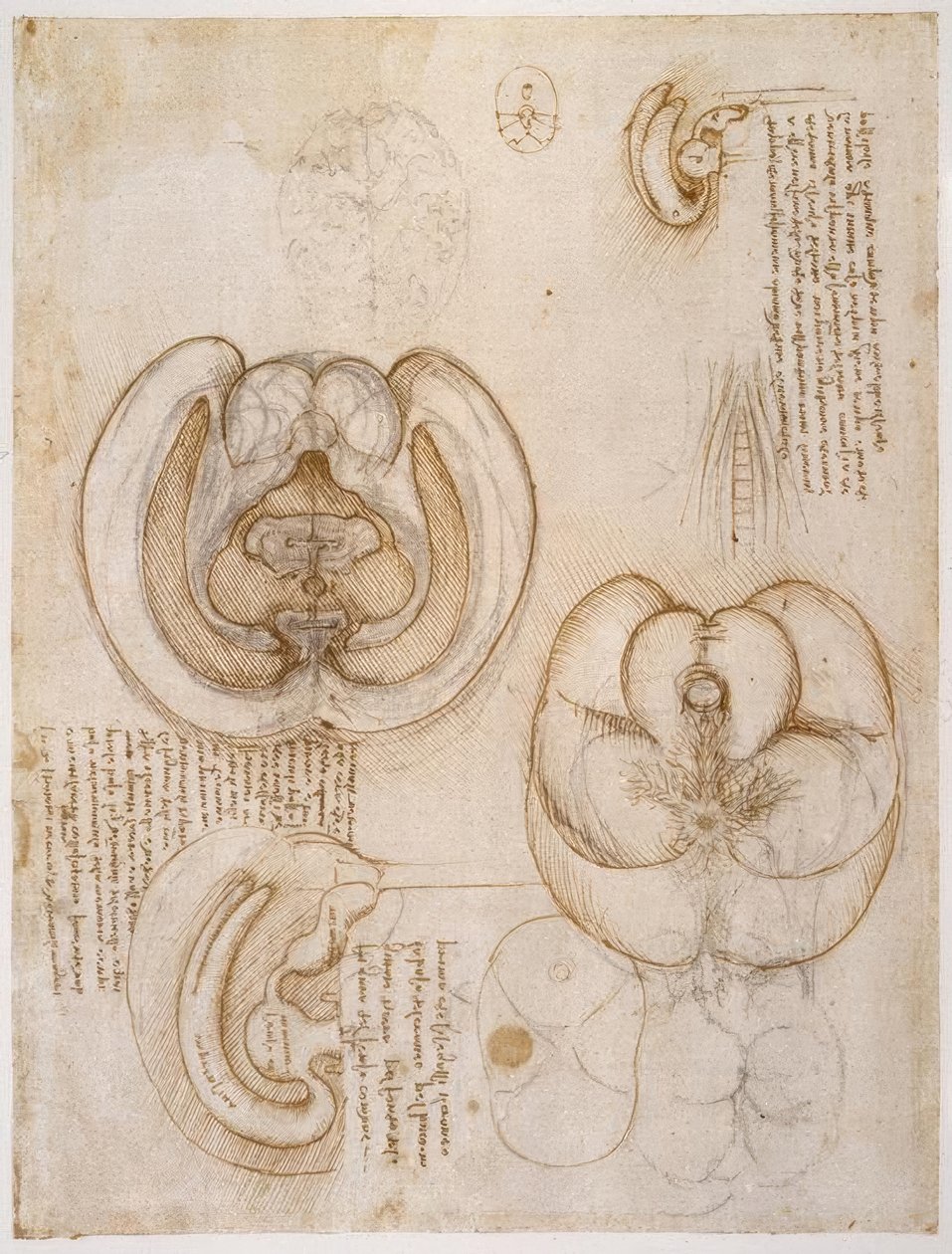 Estudios de anatomía de Leonardo da Vinci