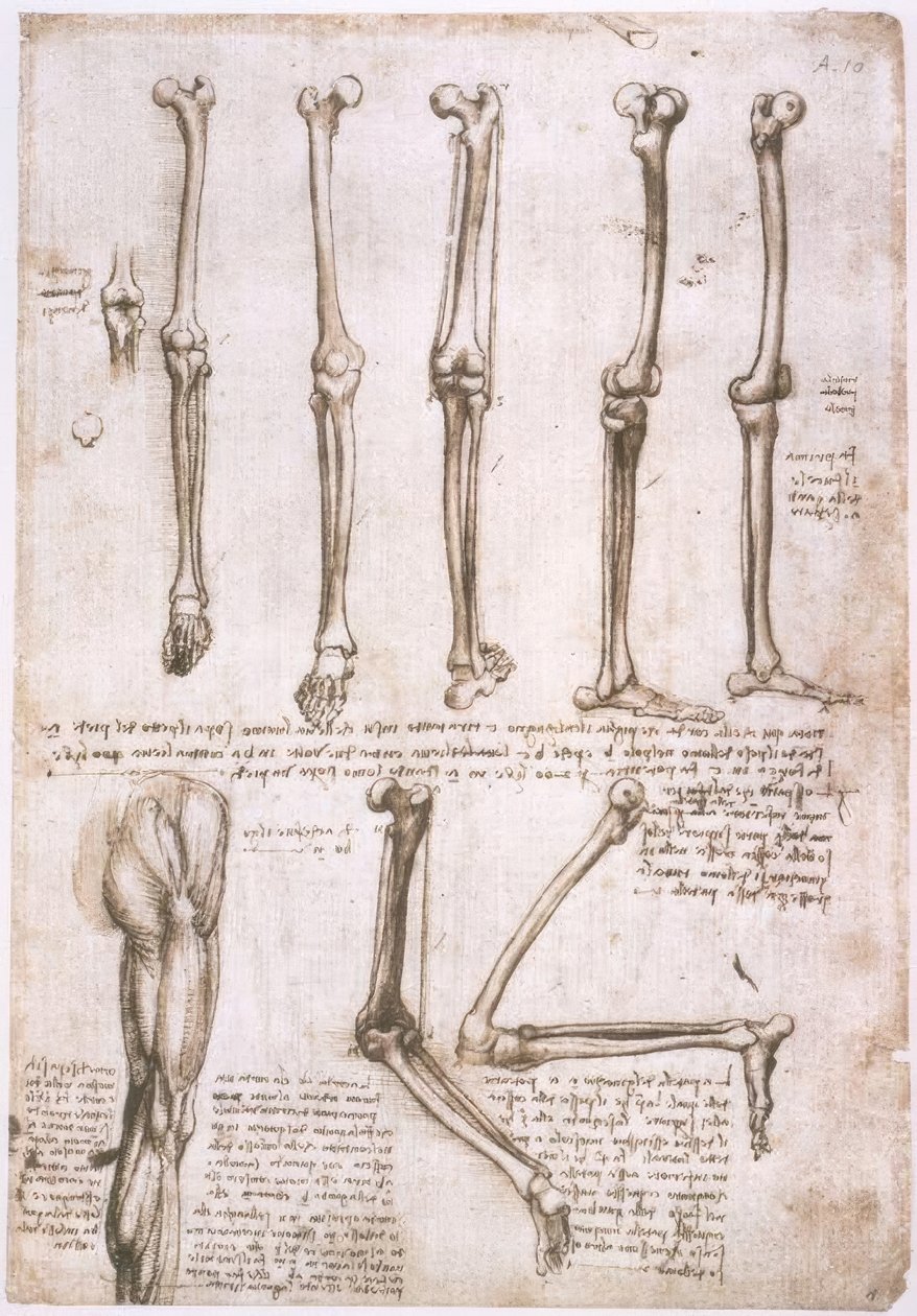 Estudios anatómicos de Leonardo da Vinci