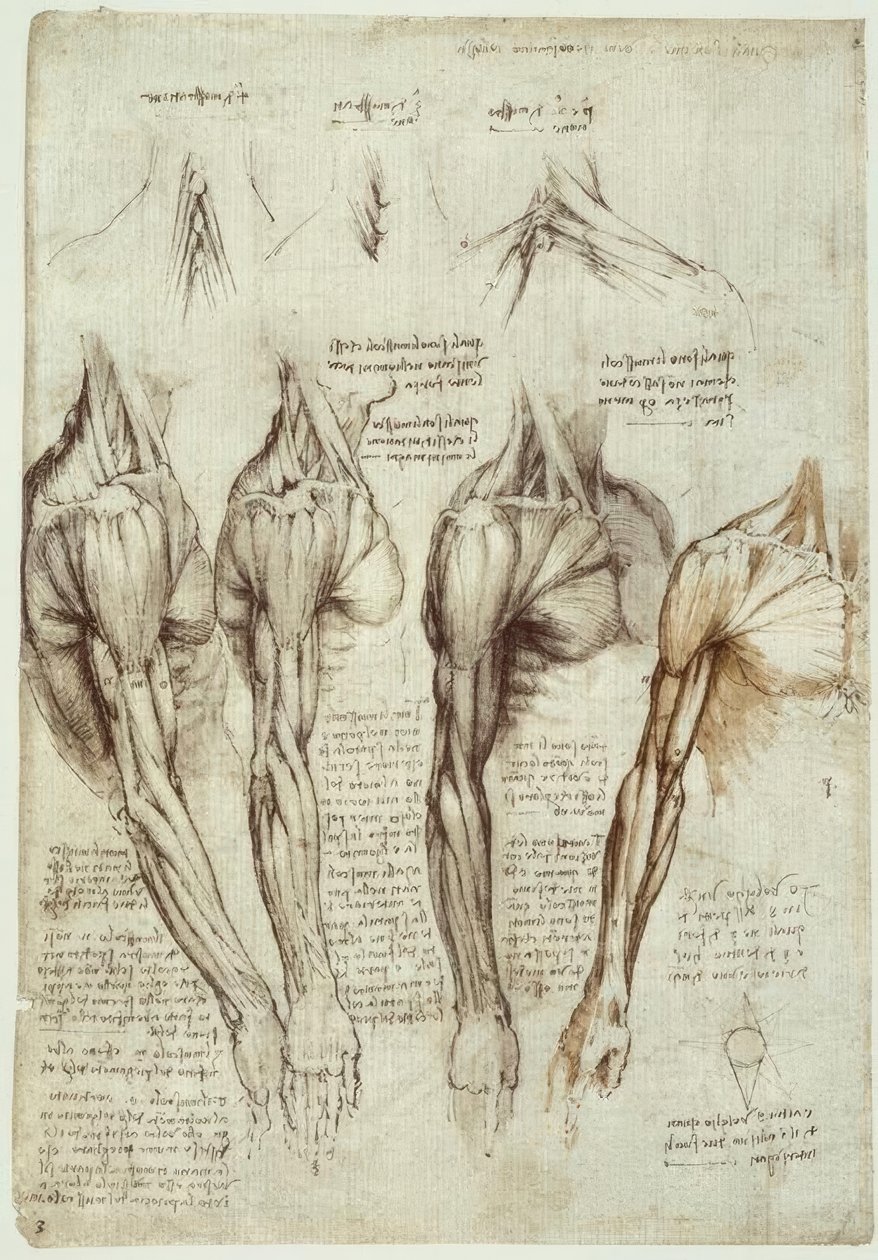 Estudios de Anatomía de Leonardo da Vinci