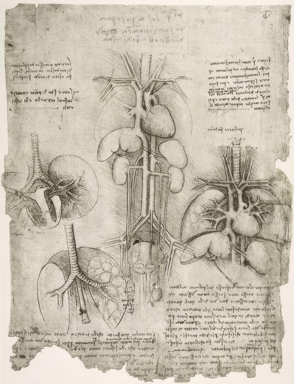 Estudios de anatomía de Leonardo da Vinci