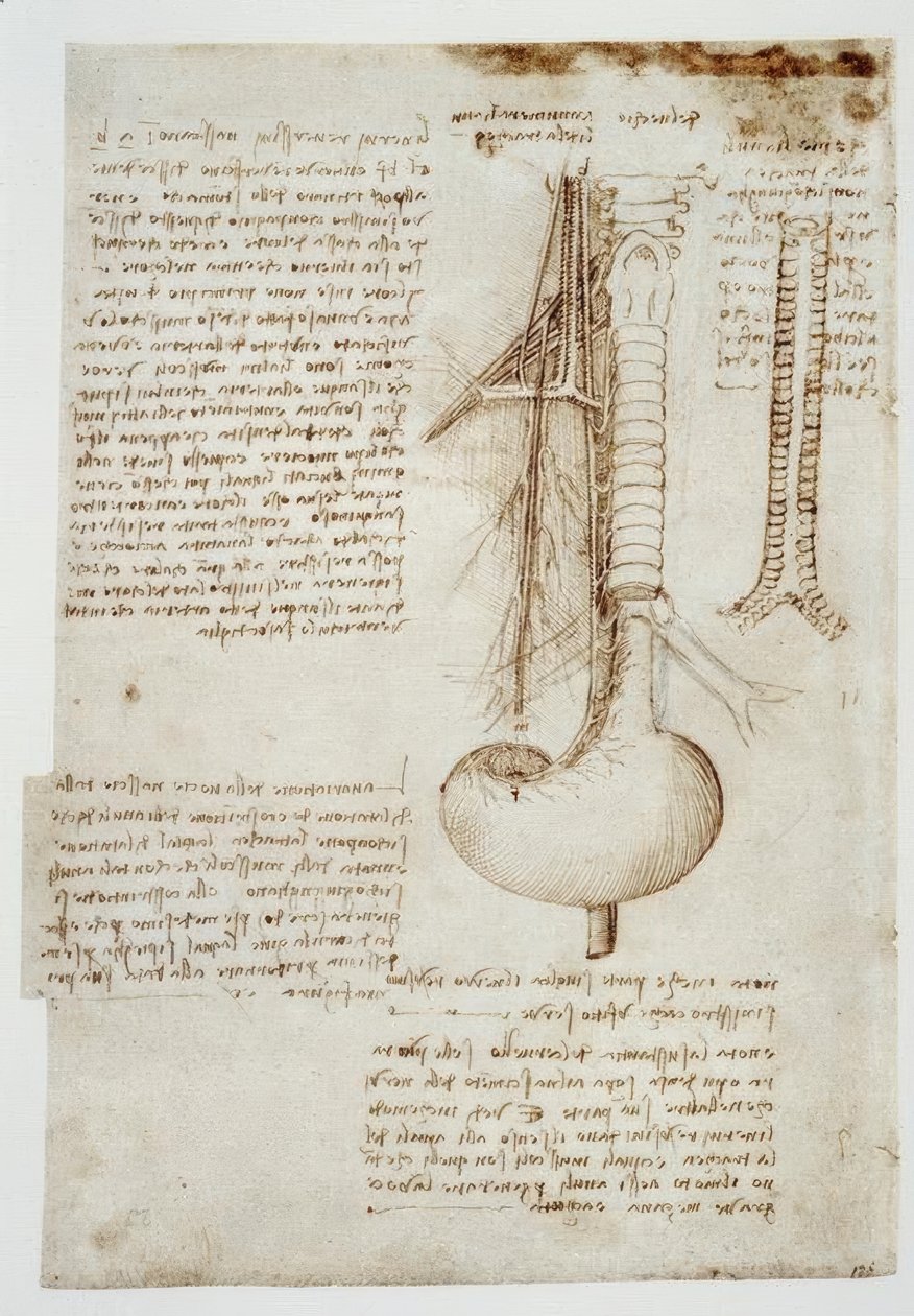 Estudios de anatomía de Leonardo da Vinci