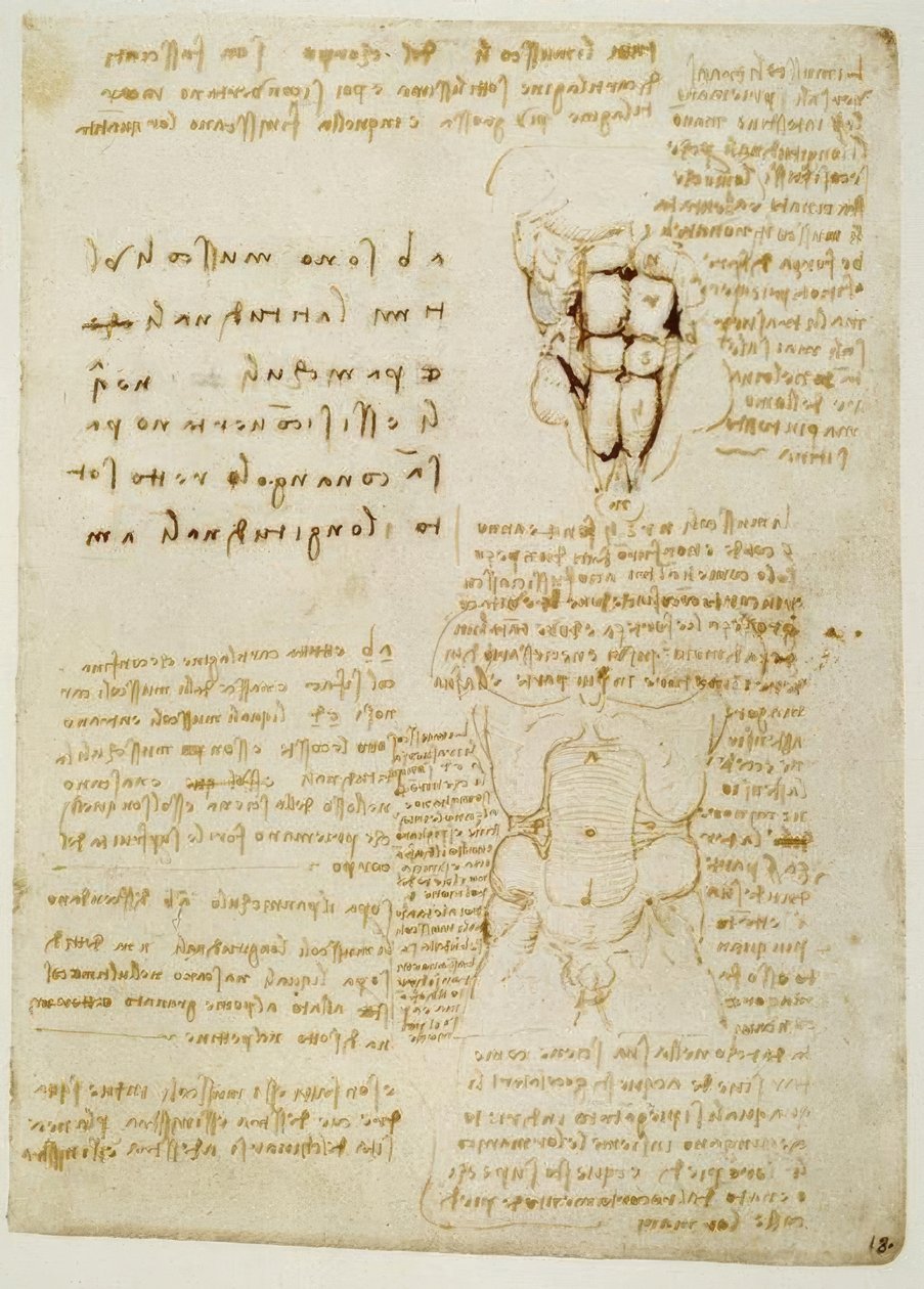 Estudios de anatomía de Leonardo da Vinci