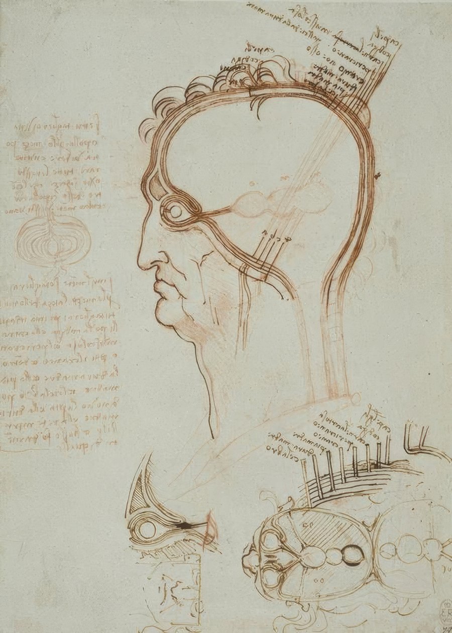 Estudios de anatomía de Leonardo da Vinci